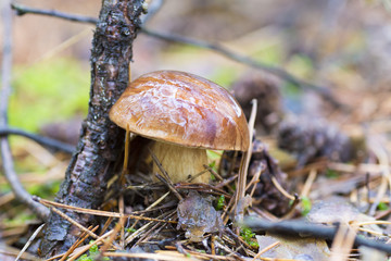 Close-up photo of a mushroom with drops of dew on moss and between a needle in a forest in an day with a blurred background