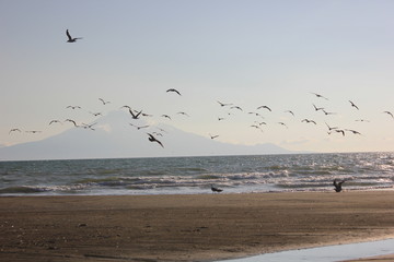 礼文島をのぞむ誰もいない砂浜にて、鳥が舞う