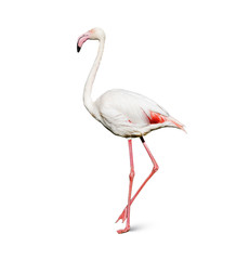 flamingo isolated on white background