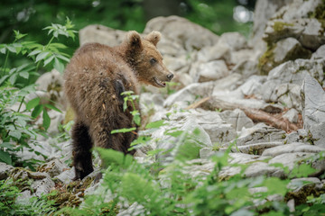 Obraz na płótnie Canvas Young brown bear in Slovenia looking over his shoulder