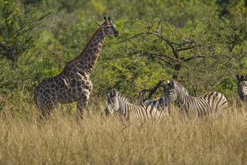 Naklejka premium Giraffe South Africa