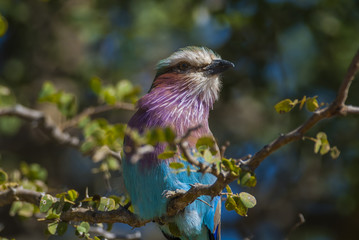 Lilac-breasted roller, south Africa