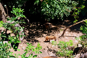 Animals  