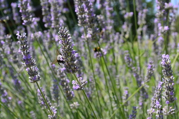 Obraz premium Flower 