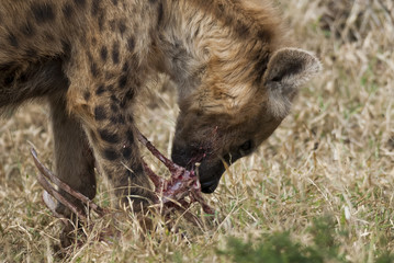 Hyena South Africa