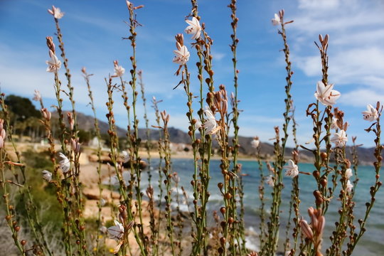 Flores de playa