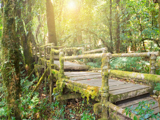 Thai humid forest with greenery and light in Chaingmai