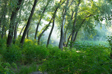 Obraz premium green forest in the fog