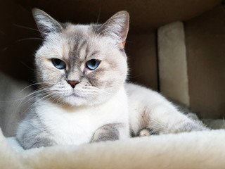 Augenblick einer Katze