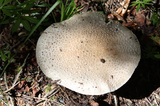 Ammanita Mushroom in forest