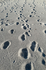 Many footsteps on a sandy beach