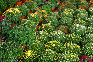 colorful chrysanthemum flower background