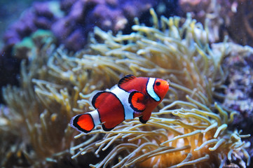 orange clown fish in the coral reef - Powered by Adobe