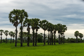 Sugar Palm Trees in Green field