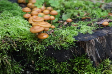 Mushroom on wood in forest