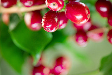 Coffee plant. Red coffee beans growing on a branch of coffee tree