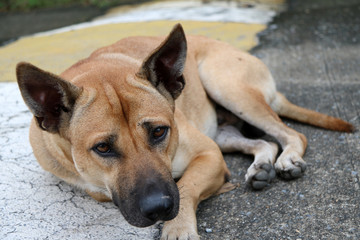 Brown color of stray dog laying down on the street. It is a dog that lives on the streets or temple and does not have an owner.