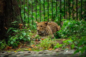 lazy leopard playing