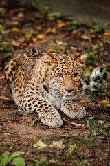 lazy leopard playing