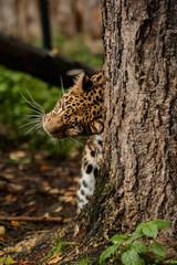 lazy leopard playing
