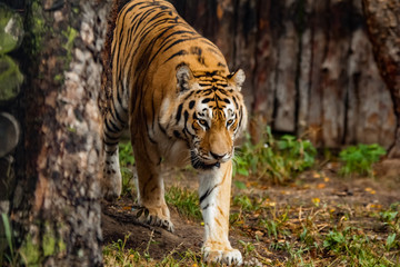 Amur tiger walking
