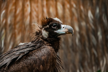 predator birds watching