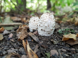 Pilze erblicken das Licht