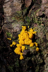 Myxogastria or myxomicetes Mushroom in forest