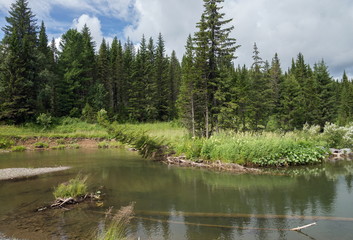 Горная речка с елями на берегу, в летней  Сибирской тайге.