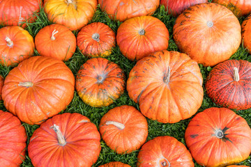 many ripe orange pumpkins on a grassy field