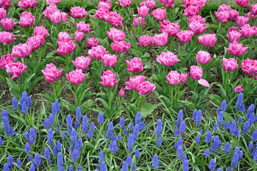 Pink parrot tulips and blue muscari flowers in early spring garden