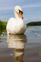 Obraz premium white swan on the lake