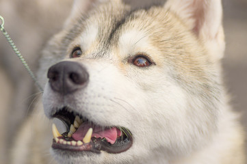Dog Laika close-up