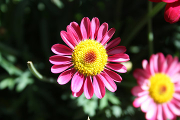 Obraz premium Blüte rosa Margerite Balkonpflanze und Gartenpflanze