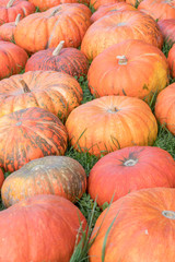 many ripe orange pumpkins on a grassy field
