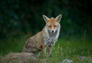 Fototapeta na wymiar red fox in cemetry