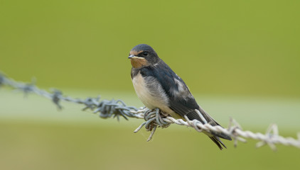 baby swallow