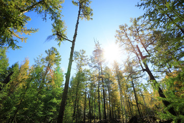 sunrise in the autumn pine trees forest