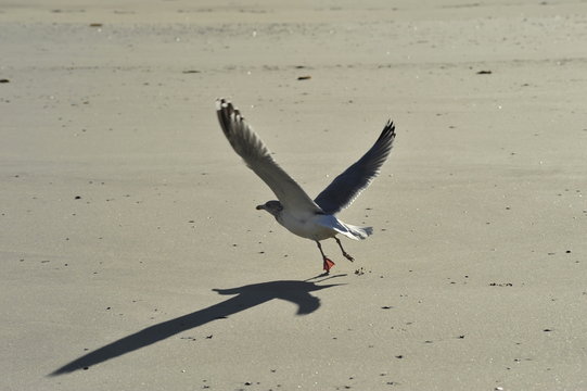 Seegull starting