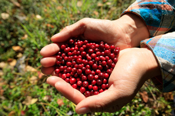 hands harvest red huckleberry