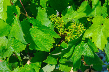vineyards of Europe, cluster of the young green grapes surrounded with fresh leaves