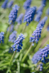 Blaue Traubenhyazinthe