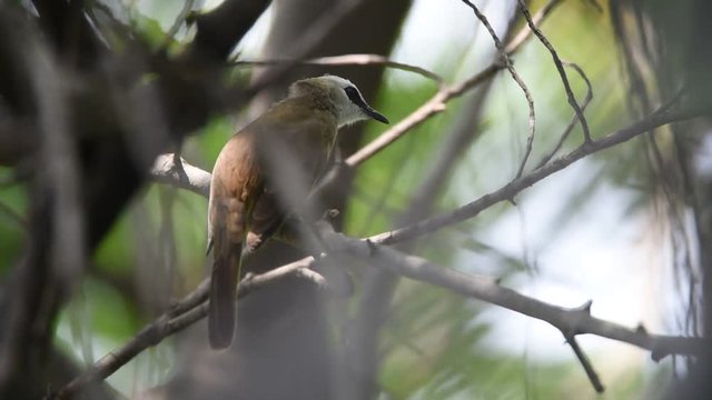 Bird (Yellow-vented Bulbul, Pycnonotus goiavier) brown color perched on a tree in the garden
