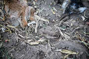 Dead fox and bunny legs at field
