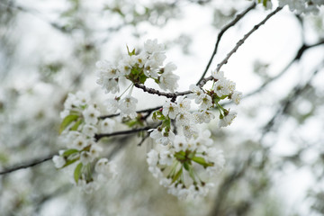 Kirschblüte