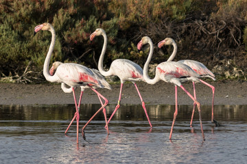 Flamingos 4