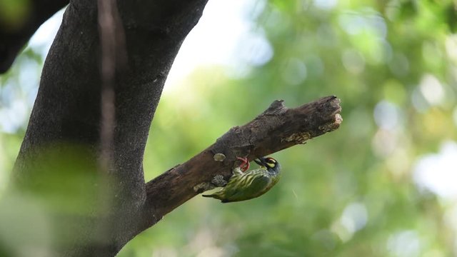 Bird (Coppersmith barbet, Crimson-breasted barbet, Coppersmith, Megalaima haemacephala) yellow color perched on a tree in a wild