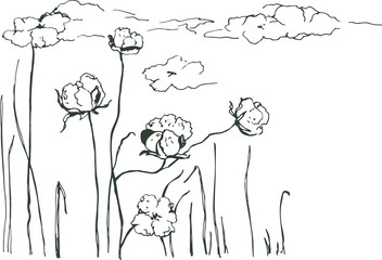 

Gossypium, cotton flowers turn into light clouds
