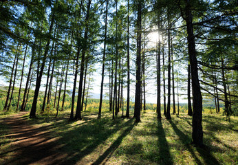 Fototapeta premium hiking trai in the sunrise pine trees forest