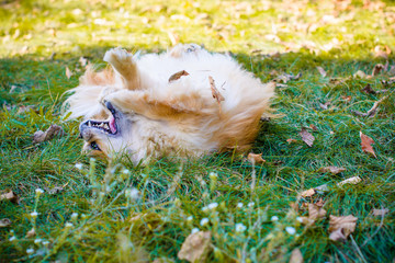 Happy little red dog, pekingese on a walk at autumn in a good mood sways in the leaves and having fun outside 